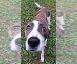Small #3 Mountain Cur Mix
