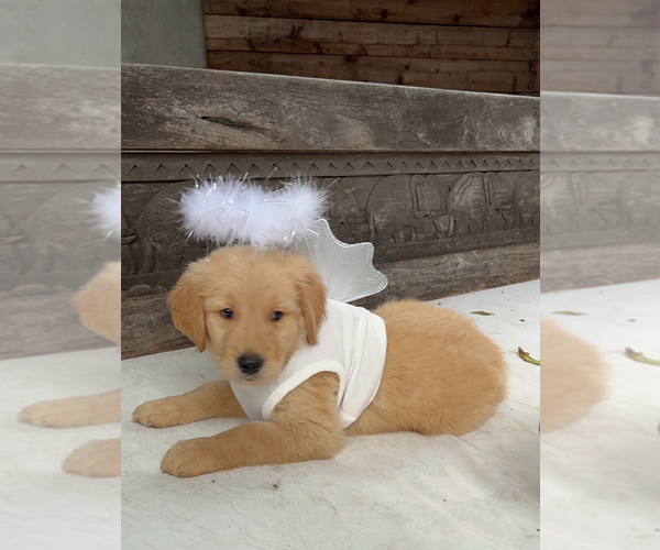 Medium Photo #10 Golden Retriever Puppy For Sale in WOODLAND HILLS, CA, USA