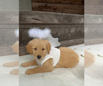 Small #9 Golden Retriever