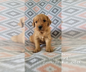 Golden Retriever Puppy for sale in COULEE CITY, WA, USA