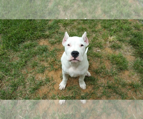 Medium Photo #10 Dogo Argentino Puppy For Sale in STAFFORD, VA, USA