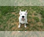 Small Photo #10 Dogo Argentino Puppy For Sale in STAFFORD, VA, USA