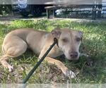 A391303 - Female Labrador Retriever-Unknown Mix Dog for Adoption - Small photo