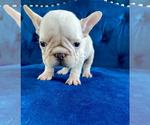 Small #21 French Bulldog