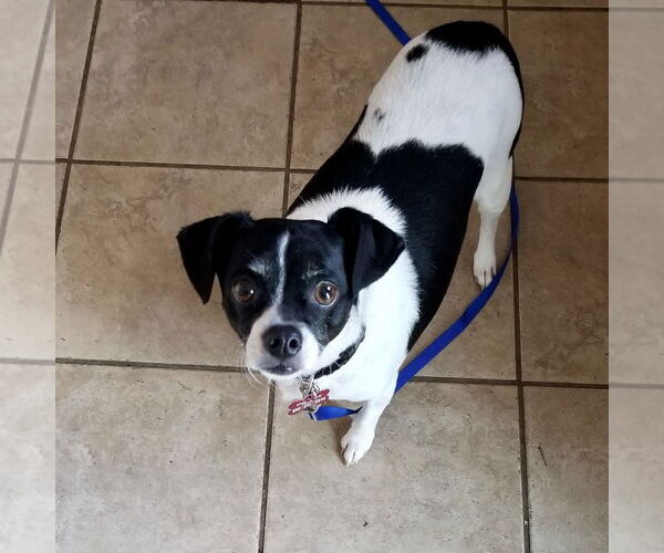 Medium Photo #1 Rat Terrier Puppy For Sale in Mount Laurel, NJ, USA