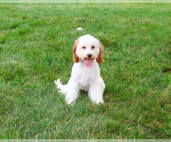 Medium Photo #3 Cavapoo (Miniature) Puppy For Sale in SYRACUSE, IN, USA