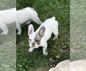 French Bulldog Puppy for Sale in ROSEVILLE, Ohio USA