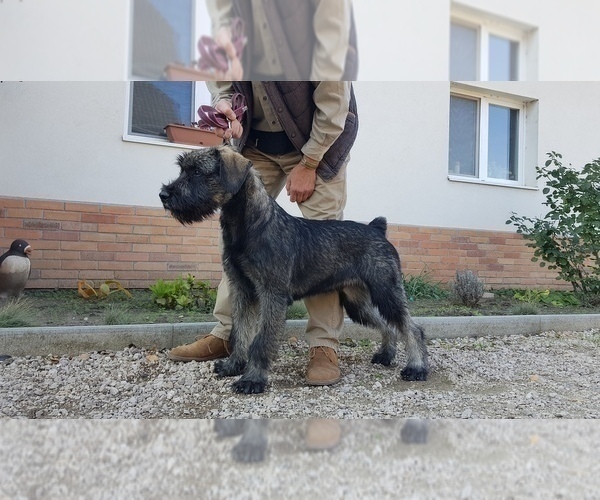 Medium Photo #2 Schnauzer (Giant) Puppy For Sale in Hatvan, Heves, Hungary