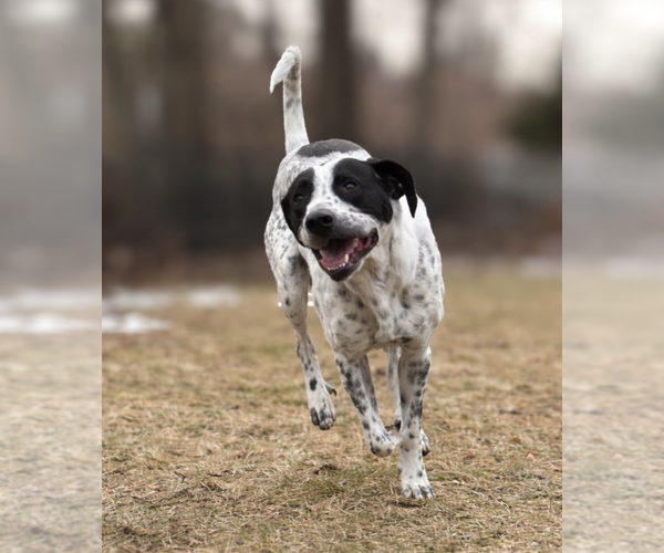 Medium Photo #6 Pointer-Unknown Mix Puppy For Sale in Brooklyn, NY, USA