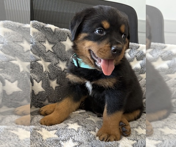 Medium Photo #7 Rottweiler Puppy For Sale in BRIGHTON, CO, USA