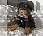 Small #6 Rottweiler
