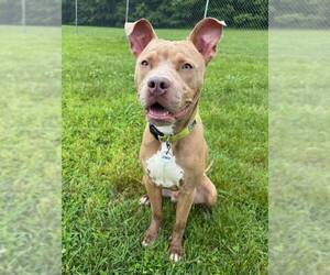 American Pit Bull Terrier-Unknown Mix Dogs for adoption in Martinsburg, WV, USA