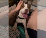 Small Photo #3 Rat Terrier-Unknown Mix Puppy For Sale in Holly Springs, NC, USA