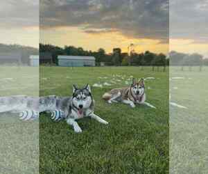 Siberian Husky Dogs for adoption in Marine City, MI, USA