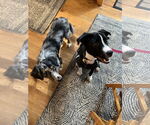Small #4 American Pit Bull Terrier Mix