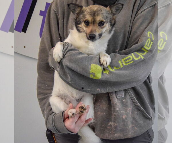 Medium Photo #3 Chion Puppy For Sale in Huntley, IL, USA