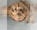 Small Photo #1 Maltipoo-Poodle (Toy) Mix Puppy For Sale in MARICOPA, AZ, USA