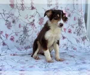 Australian Shepherd Puppy for sale in LAKELAND, FL, USA