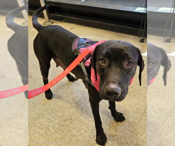 Medium Photo #4 Labrador Retriever-Unknown Mix Puppy For Sale in oakland, FL, USA