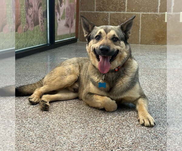Medium Photo #1 German Shepherd Dog-Unknown Mix Puppy For Sale in Overland Park, KS, USA