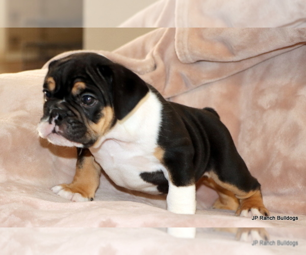Medium Photo #2 Bulldog Puppy For Sale in WINNSBORO, TX, USA