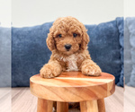 Small #1 Miniature Labradoodle