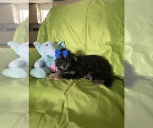 Maltipoo Puppy for sale in CLERMONT, FL, USA