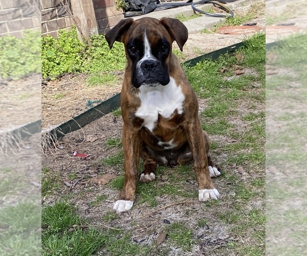 View Ad Boxer Puppy for Sale near South Carolina, NORTH
