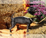 Small #3 Chihuahua Mix