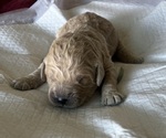 Small Photo #29 Goldendoodle Puppy For Sale in PHOENIX, AZ, USA