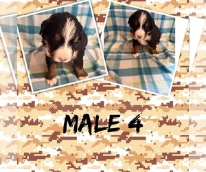 Medium Bernese Mountain Dog