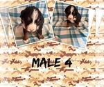 Puppy Male 4 Bernese Mountain Dog