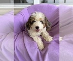Puppy POLLY Miniature Bernedoodle