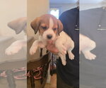 Small #2 Beagle Mix