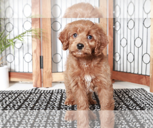 Cavapoo Puppy for sale in NAPLES, FL, USA