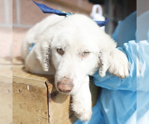 Medium Photo #1 Great Pyrenees-Unknown Mix Puppy For Sale in San Antonio, TX, USA