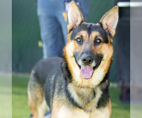 Medium Photo #3 German Shepherd Dog Puppy For Sale in Camarillo, CA, USA