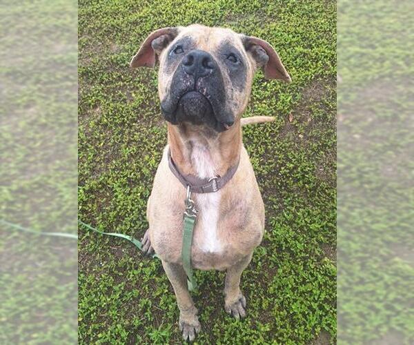 Medium Photo #2 Black Mouth Cur-Unknown Mix Puppy For Sale in Ocala, FL, USA