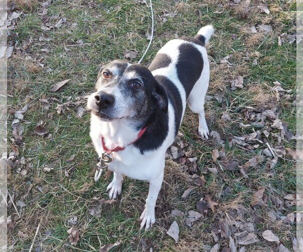Medium Photo #5 Pointer-Unknown Mix Puppy For Sale in Crystal, MN, USA