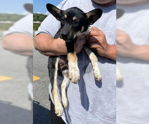 Chi-Corgi Dogs for adoption in Mt. Laurel, NJ, USA