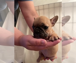French Bulldog Puppy for sale in VIRGINIA BCH, VA, USA