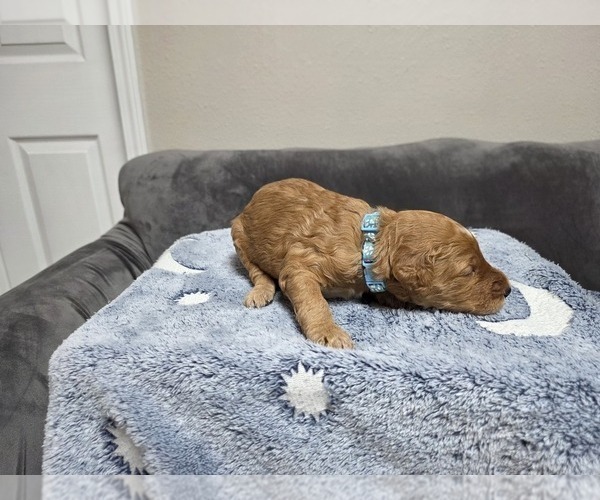 Medium Photo #31 Goldendoodle Puppy For Sale in COLLINSVILLE, IL, USA