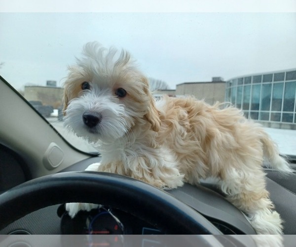 Medium Photo #5 Havapoo Puppy For Sale in LOUISVILLE, KY, USA