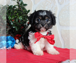 Cavachon Puppy for sale in GORDONVILLE, PA, USA