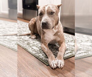 American Staffordshire Terrier-Catahoula Leopard Dog Mix Dogs for adoption in Valrico, FL, USA