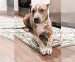 Small Photo #3  Puppy For Sale in , 