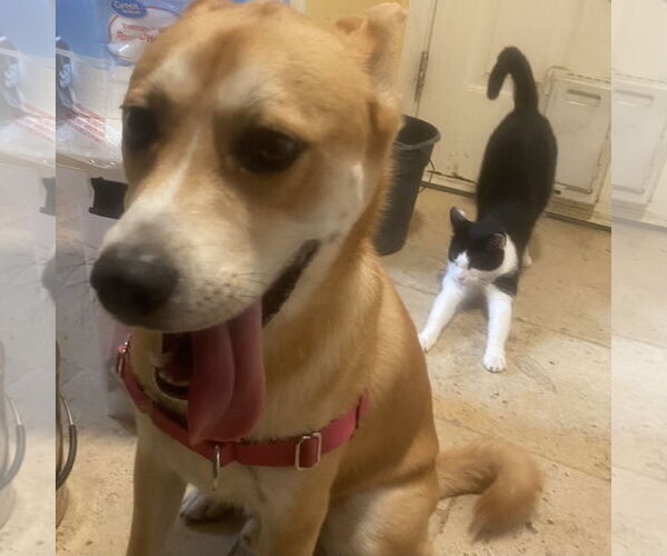 Medium Photo #3 Carolina Dog Puppy For Sale in Tampa, FL, USA