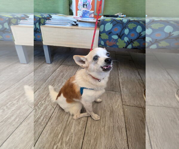 Medium Photo #4 Chihuahua-Unknown Mix Puppy For Sale in Holly Springs, NC, USA