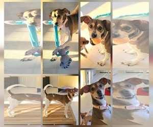 Beagle-Unknown Mix Dogs for adoption in New Castle, DE, USA