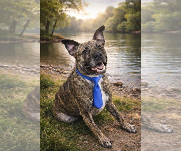 Medium Photo #4 Mutt Puppy For Sale in Euless, TX, USA